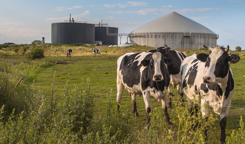 biogas vacas